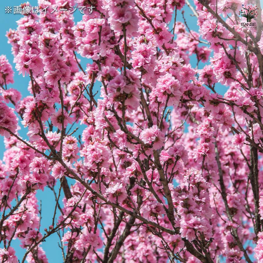 花桃の苗木 照手桃 花木苗 6号/1個売り モモ苗 モモの苗 もも苗 ももの