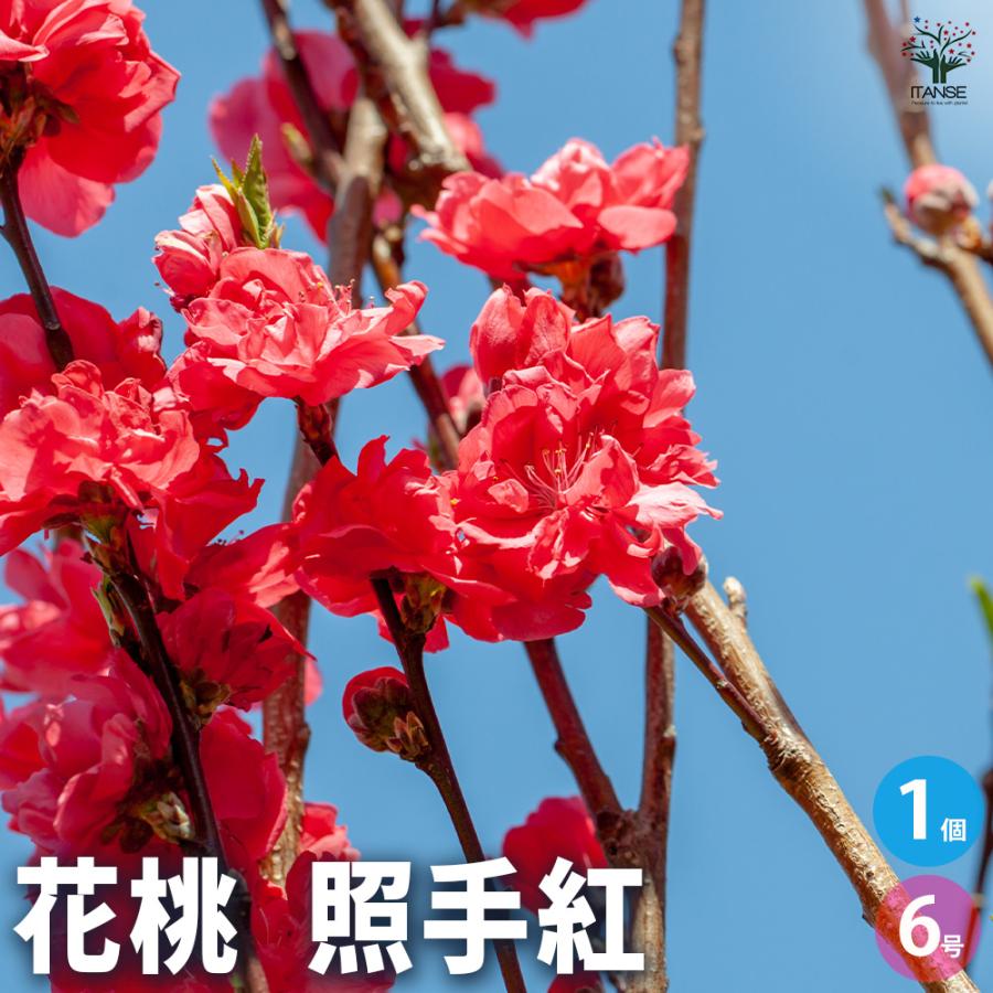花桃の苗木 照手紅 花木苗 6号/1個売り モモ苗 モモの苗 もも苗 ももの