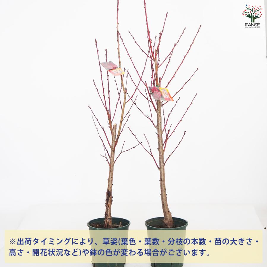 桃の節句 記念樹に 照手紅 花桃 苗木 花桃の苗木 照手紅 花木苗 6号/1個売り モモ苗 モモの苗 もも苗 ももの