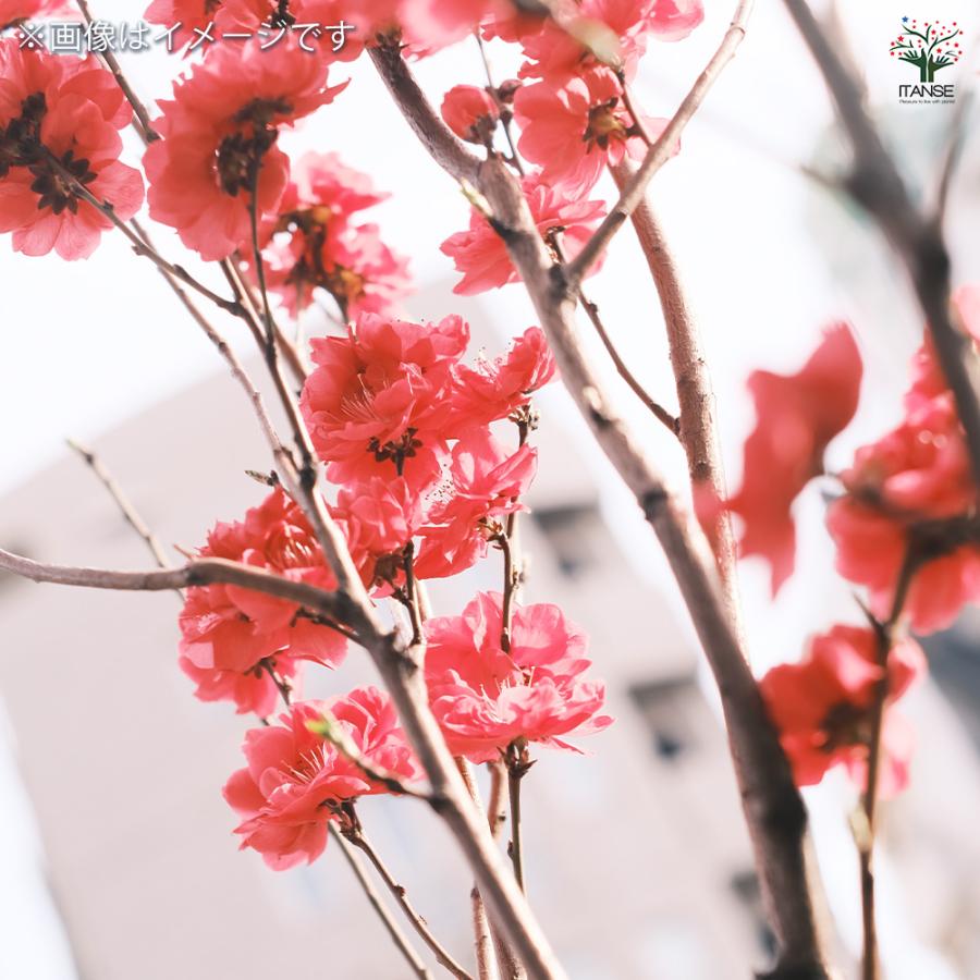 花桃の苗木 照手紅 花木苗 6号/1個売り モモ苗 モモの苗 もも苗 ももの