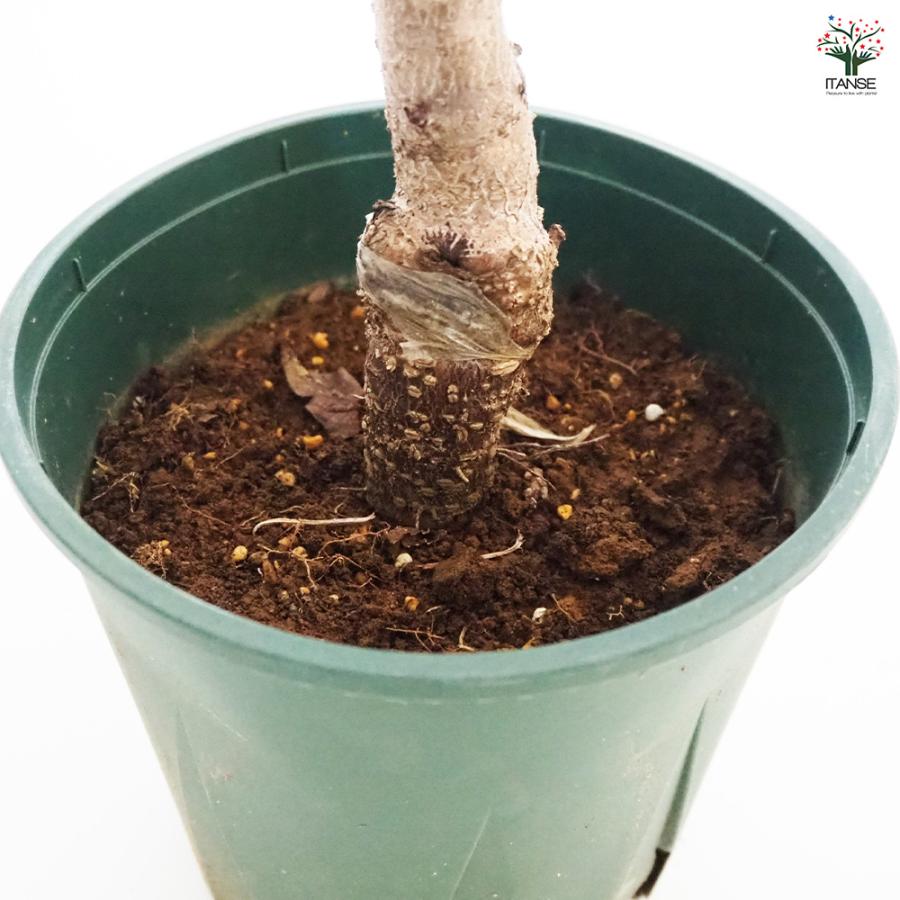 花桃の苗木 菊桃 花木苗 6号/1個売り モモ苗 モモの苗 もも苗 も