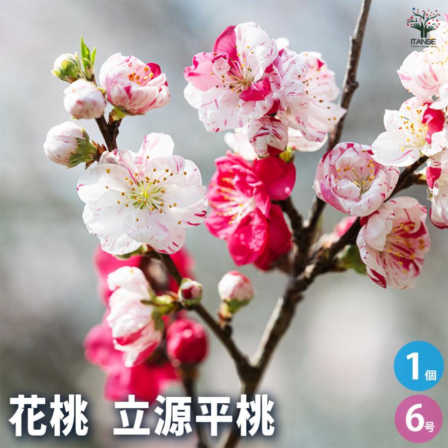 花桃の苗木 立源平桃 花木苗 6号/1個売り モモ苗 モモの苗 もも苗 も