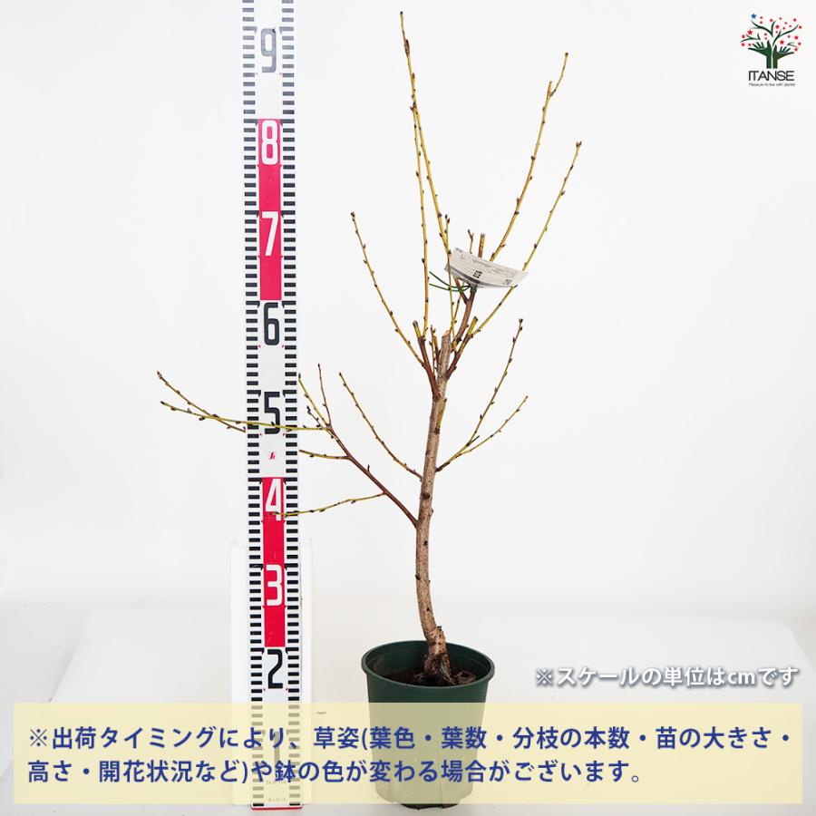 花桃の苗木 立源平桃 花木苗 6号/1個売り モモ苗 モモの苗 もも苗 も