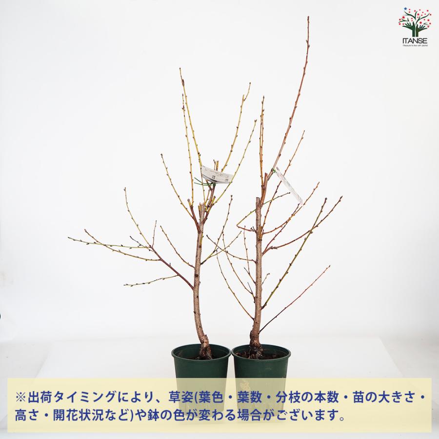 花桃の苗木 立源平桃 花木苗 6号/1個売り モモ苗 モモの苗 もも苗 も