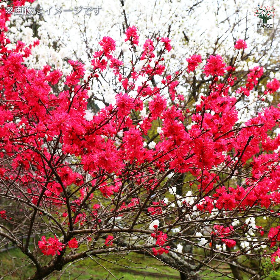 花桃の苗木 紅菊桃 京舞妓 花木苗 6号/1個売り モモ苗 モモの苗 もも苗