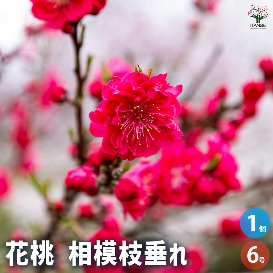 花桃の苗木 相模枝垂れ 花木苗 6号/1個売り モモ苗 モモの苗 もも苗 も