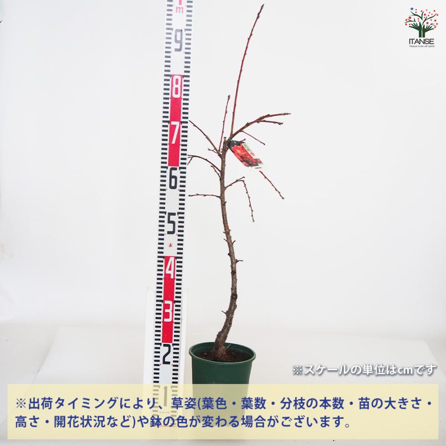 花桃の苗木 相模枝垂れ 花木苗 6号/1個売り モモ苗 モモの苗 もも苗 も