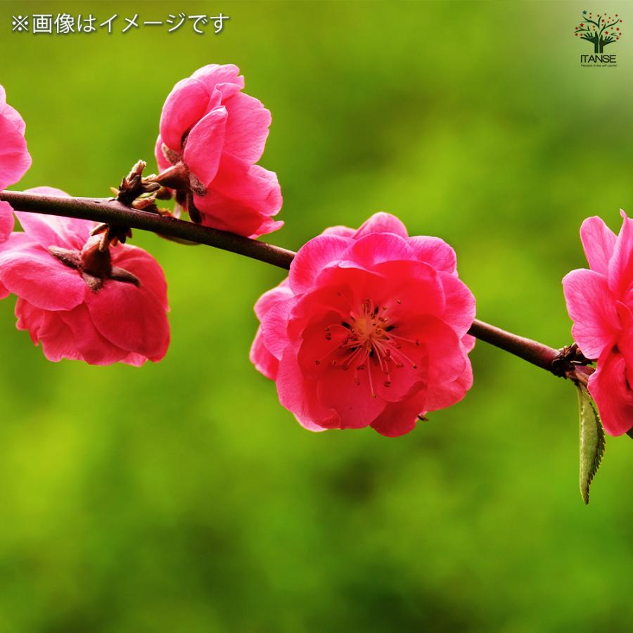 花桃の苗木 相模枝垂れ 花木苗 6号/1個売り モモ苗 モモの苗 も 花桃の苗木 相模枝垂れ 花木苗 6号/1個売り モモ苗 モモの苗 も