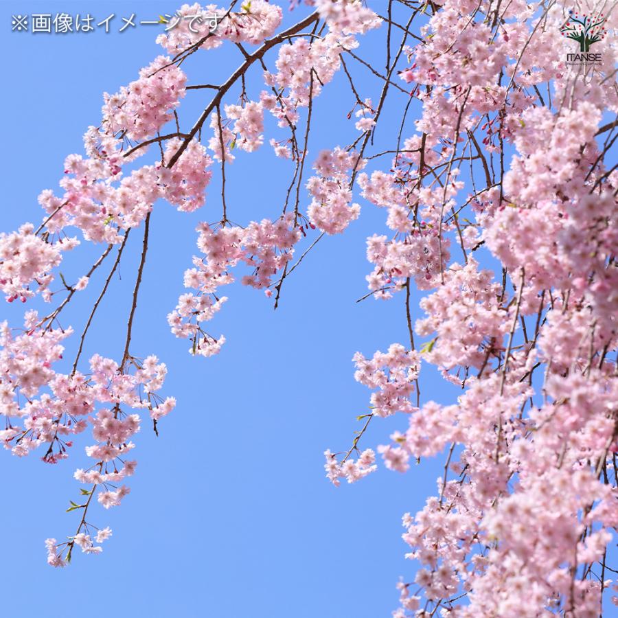 桜の苗木 八重枝垂れ紅 花木苗 5号/1個売り サクラ さくら cherry