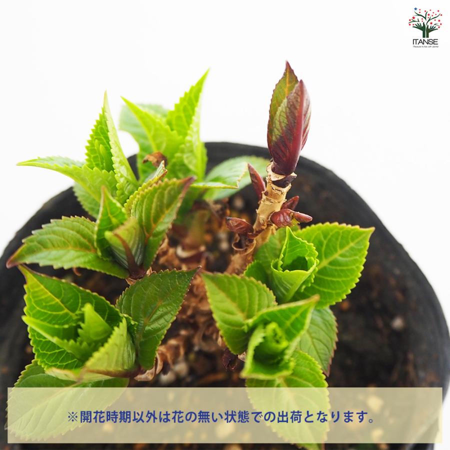 める 輸入アジサイ 苗 2種 2025年最新】アジサイ 苗 輸入の人気アイテム - メルカリ