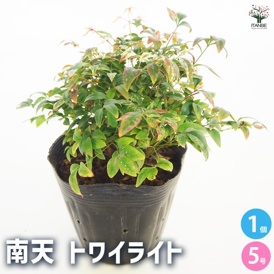 南天 トワイライト 花木苗 5号/1個売り なんてん ナンテン 厄除け