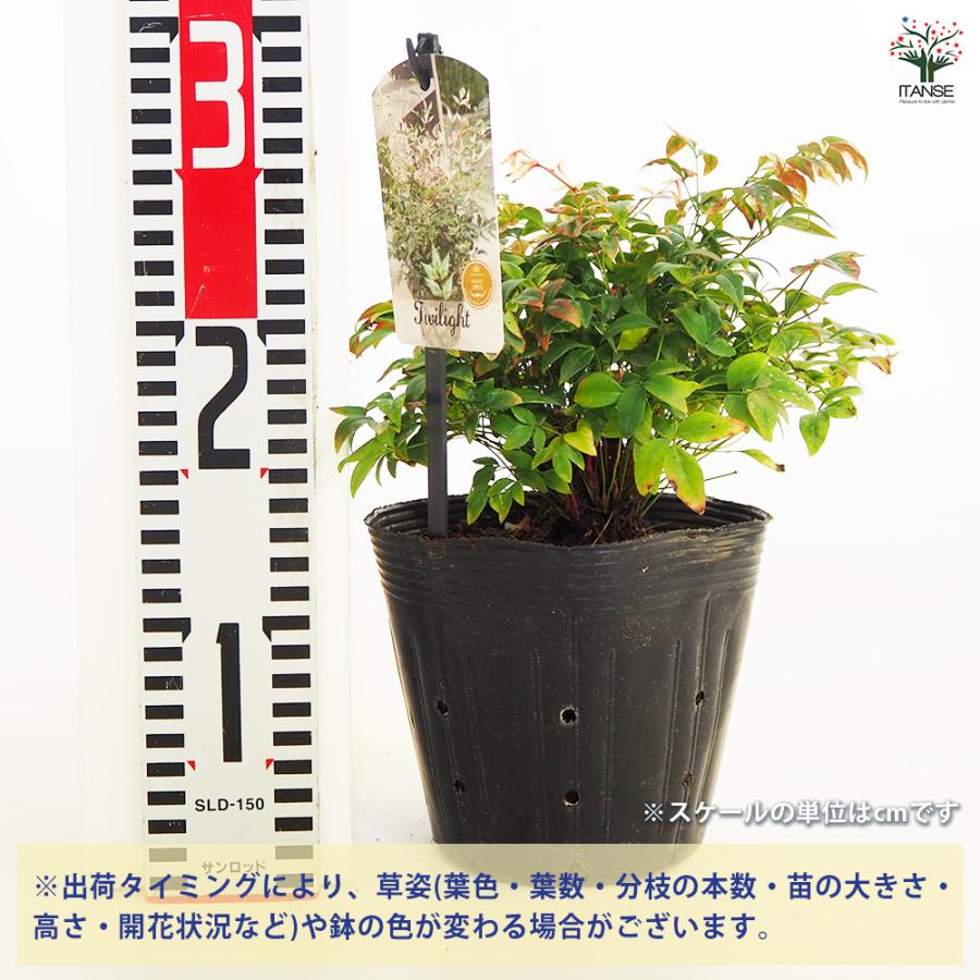 南天 トワイライト 花木苗 5号/1個売り なんてん ナンテン 厄除け