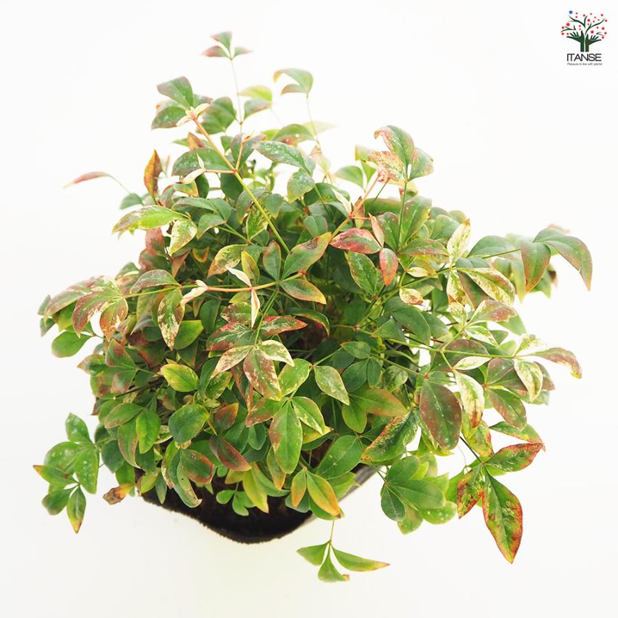 南天 トワイライト 花木苗 5号/1個売り なんてん ナンテン 厄除け