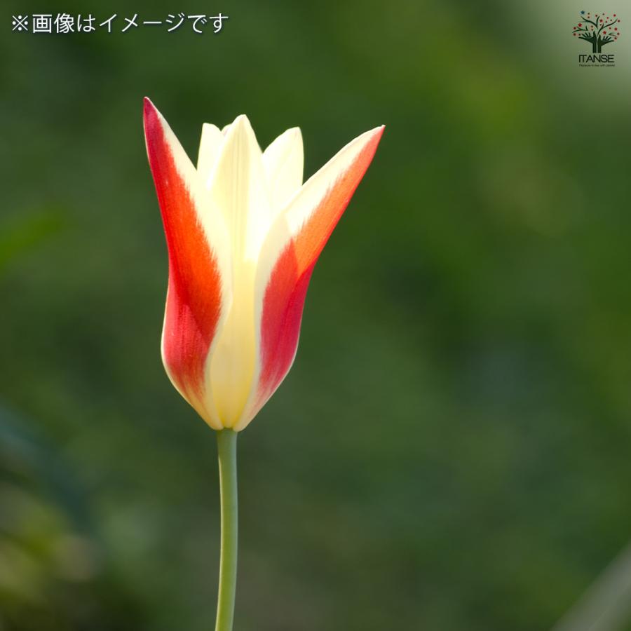 原種系チューリップ ペパーミントスティック 芽出し苗 花苗 3号 原種系チューリップ ペパーミントスティック 芽出し苗 花苗 3号