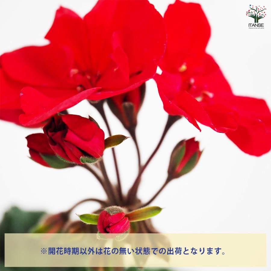 ゼラニウム ムーンライト トゥンバオ 花苗 3.5号/お買い得4個