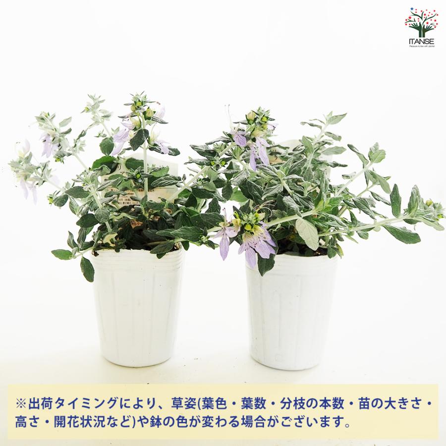 ツリージャーマンダー アイスキューブ 花木苗 3号/1個売り