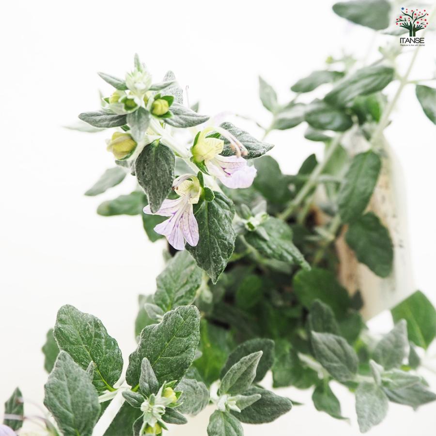 ツリージャーマンダー アイスキューブ 花木苗 3号/1個売り