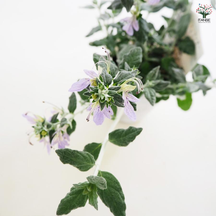 ツリージャーマンダー アイスキューブ 花木苗 3号/1個売り