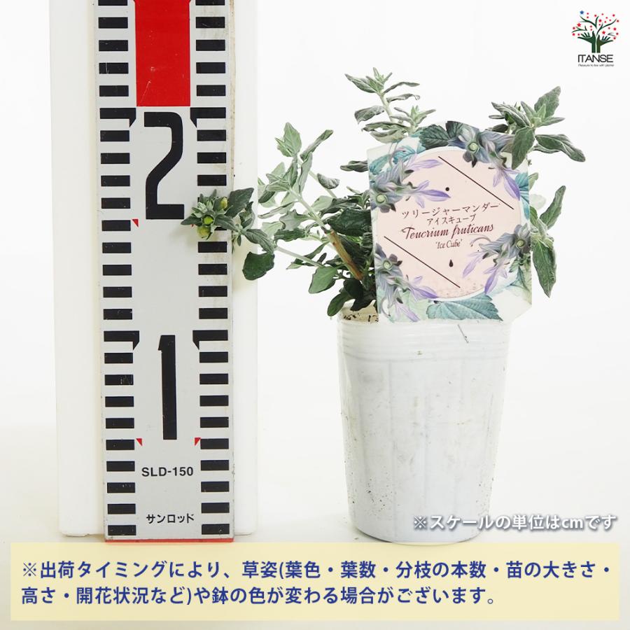 ツリージャーマンダー アイスキューブ 花木苗 3号/お買い得2個セット