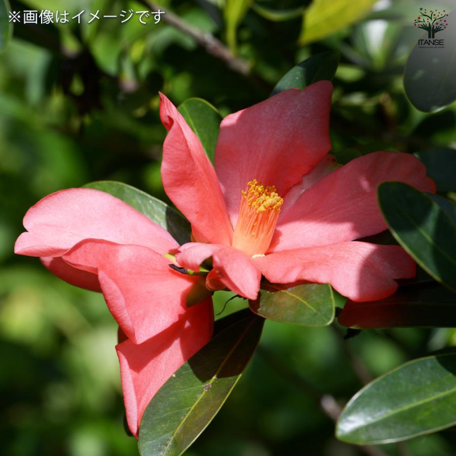 植木 椿苗 品種」の人気商品一覧 | 安い商品を通販サイトから探す -