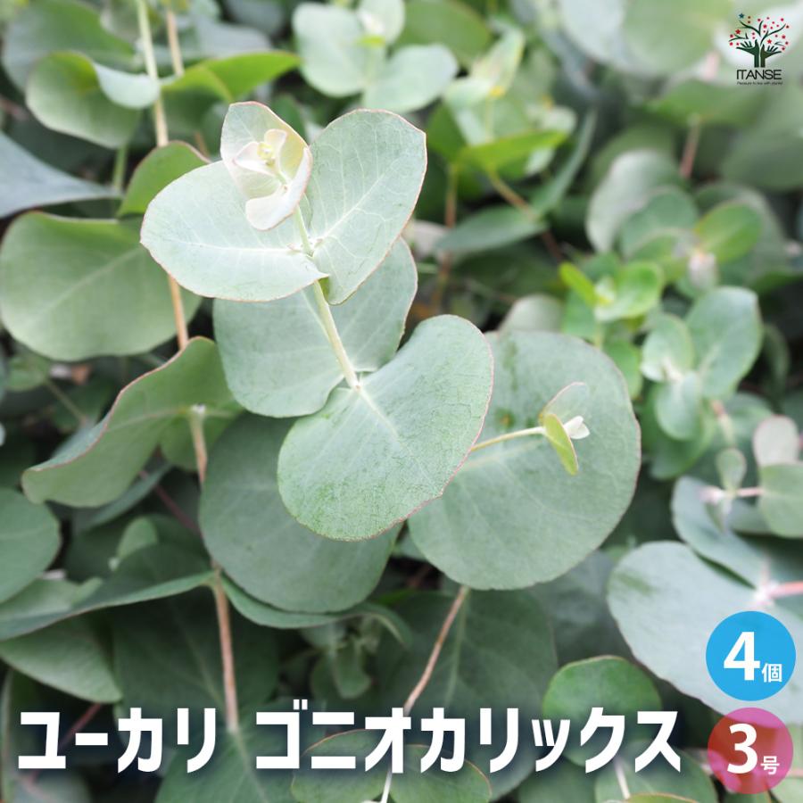 ユーカリ ゴニオカリックス 花木苗 3号/お買い得4個セット