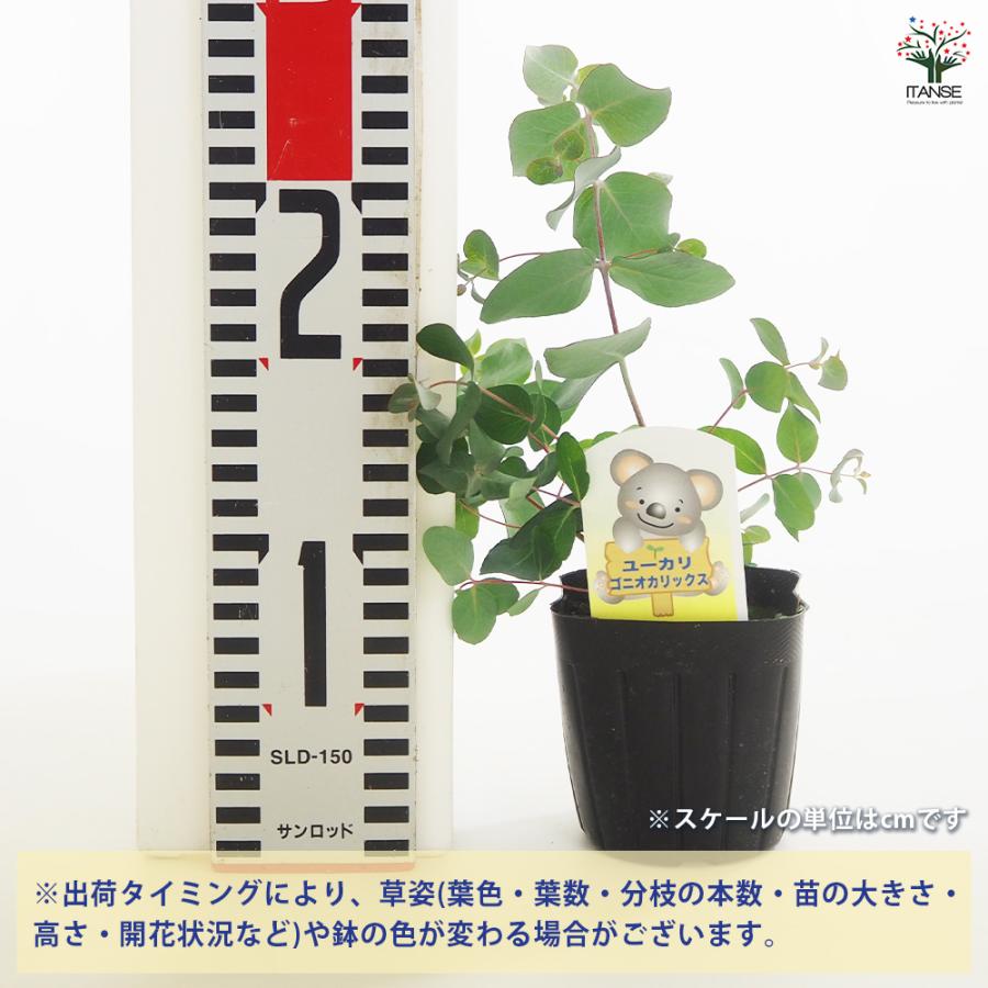 ユーカリさま　3苗 楽天市場】ユーカリ 苗 3号の通販