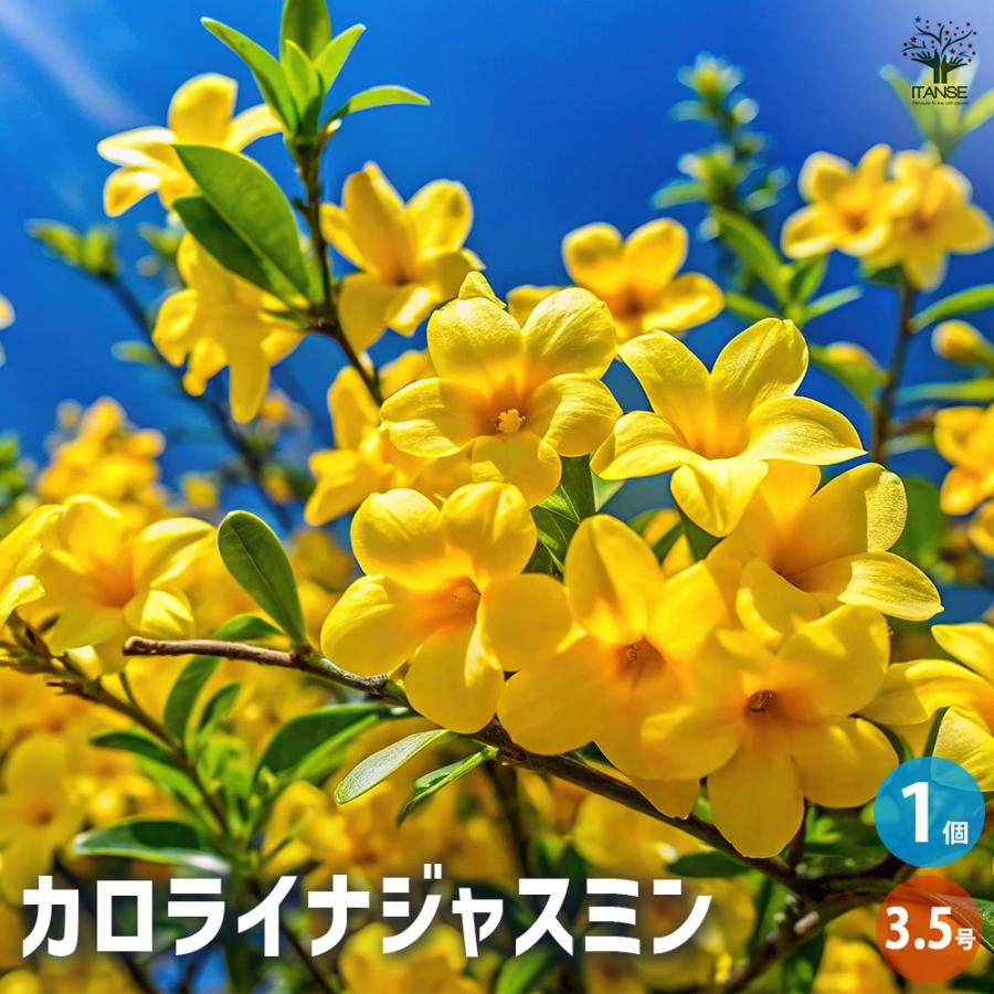 カロライナジャスミン 花木苗 3.5号/1個売り 耐寒性 常緑 つる性