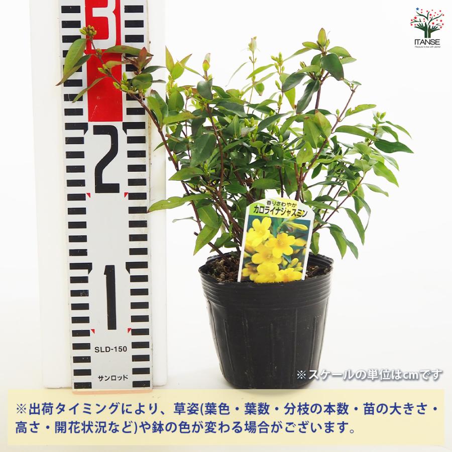 カロライナジャスミン 花木苗 3.5号/1個売り 耐寒性 常緑 つる性