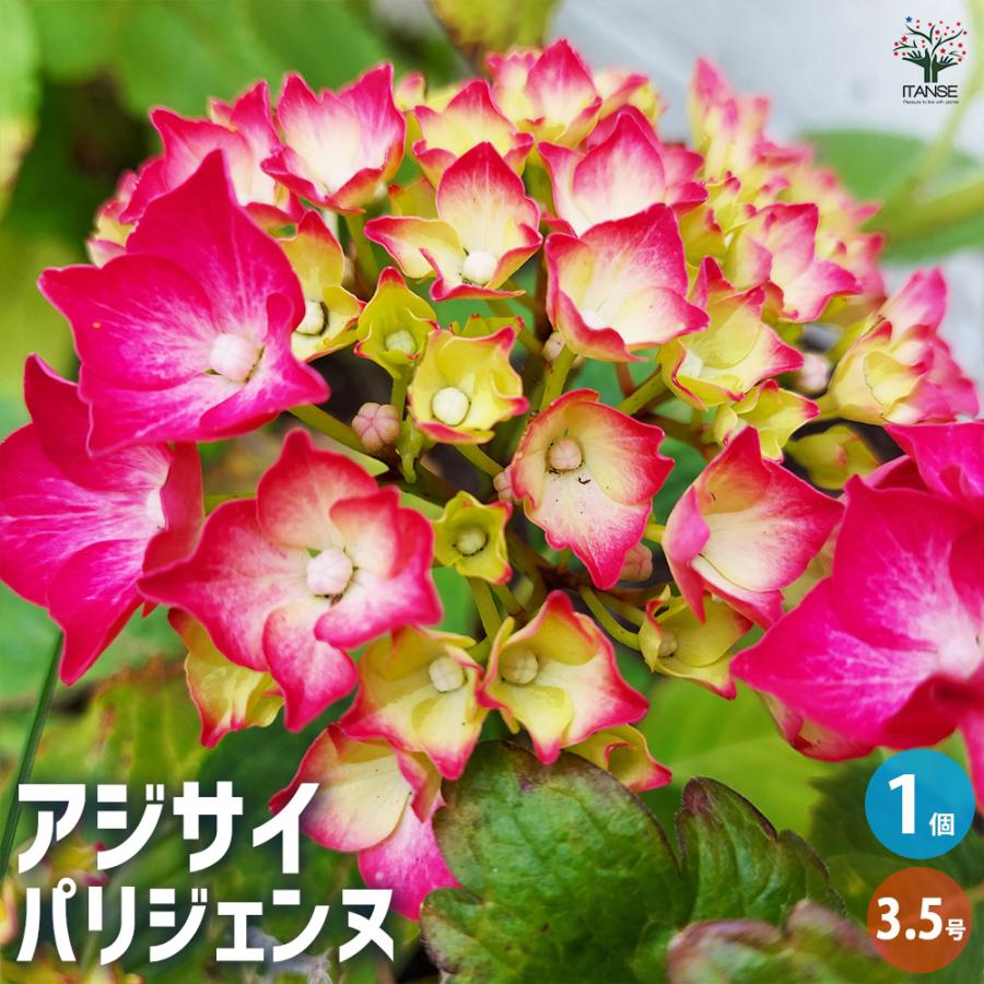 アジサイ パリジェンヌ 花木苗 3.5号/1個売り あじさい苗 あじさい