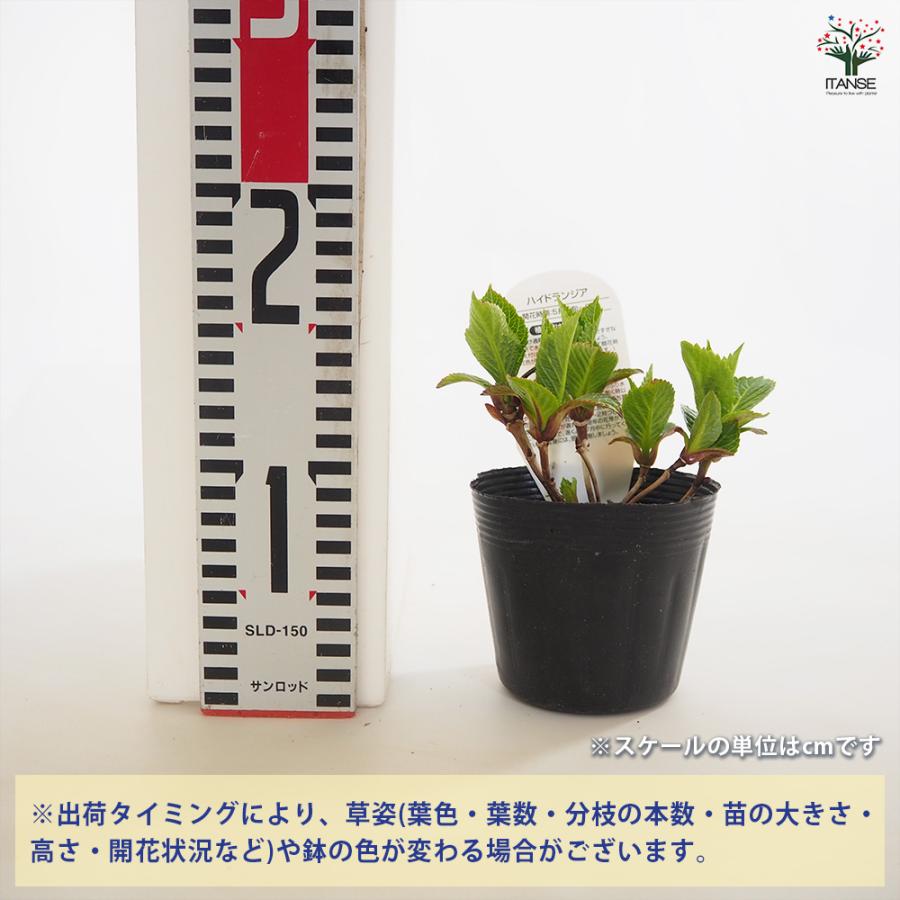 アジサイ　パリジェンヌ　抜き苗　ネコポス発送 アジサイ パリジェンヌ 花木苗 3.5号/1個売り あじさい苗 あじさい