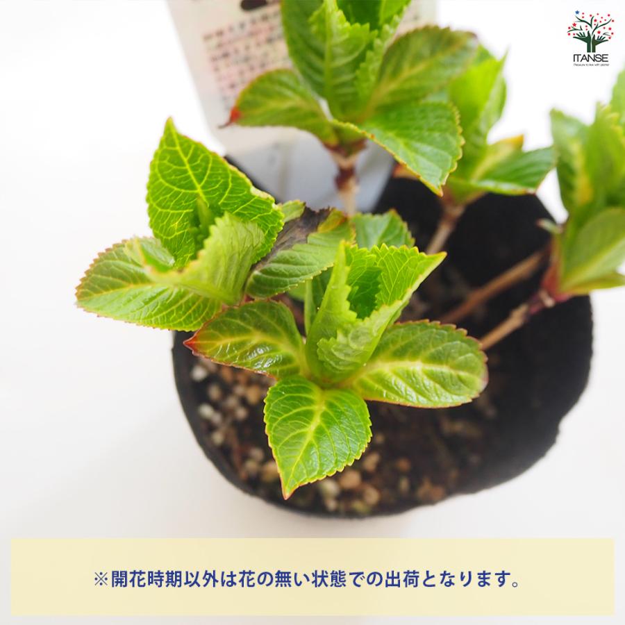 アジサイ パリジェンヌ 花木苗 3.5号/1個売り あじさい苗 あじさい