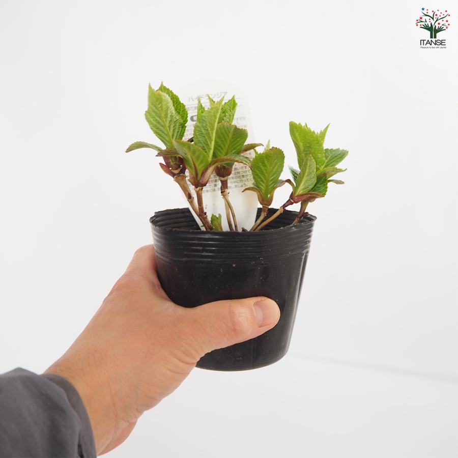 アジサイ パリジェンヌ 花木苗 3.5号/1個売り あじさい苗 あじさい