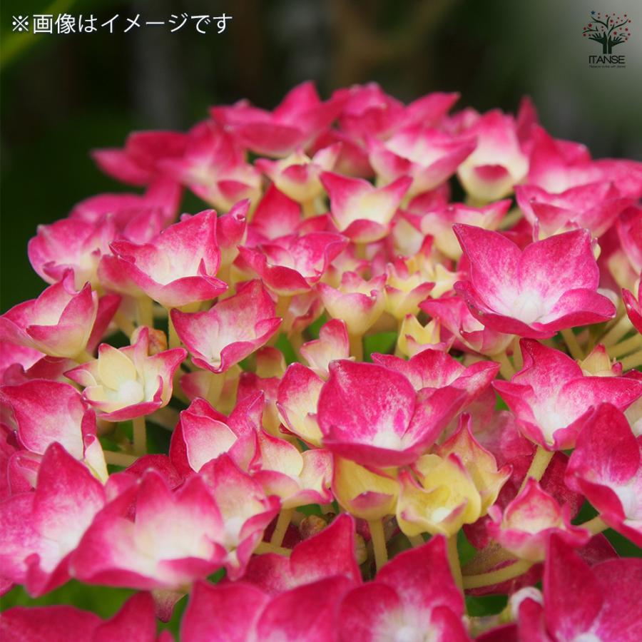 アジサイ パリジェンヌ 花木苗 3.5号/1個売り あじさい苗 あじさい