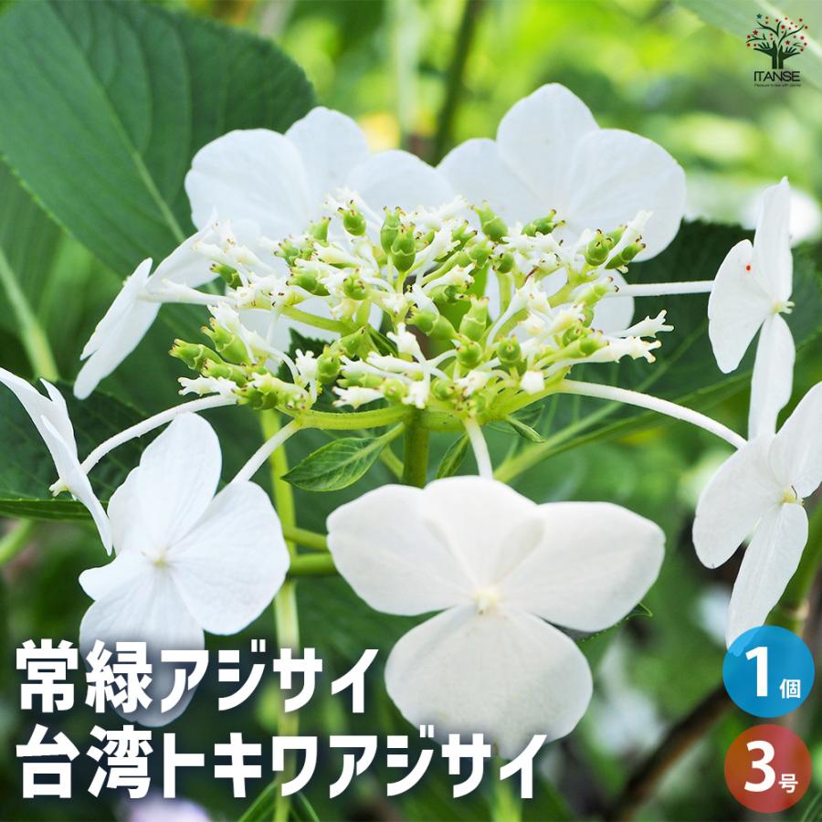 常緑アジサイ 台湾トキワアジサイ 花木苗 3号/1個売り あじさい苗