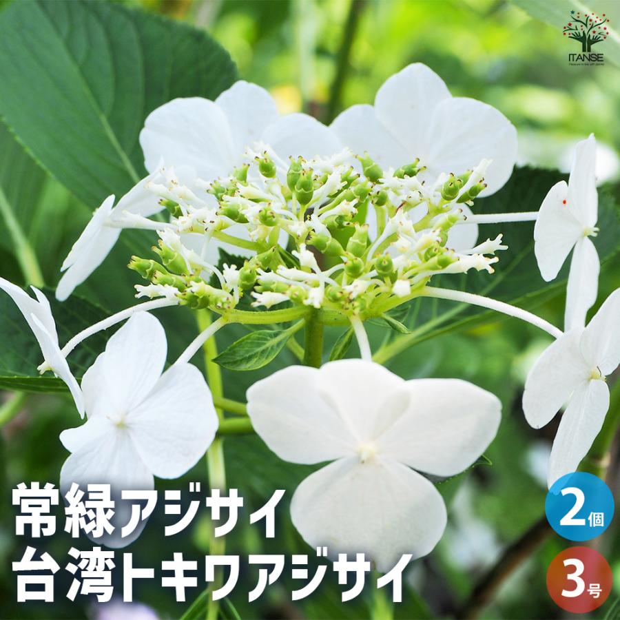 常緑アジサイ 台湾トキワアジサイ 花木苗 3号/お買い得2個セット