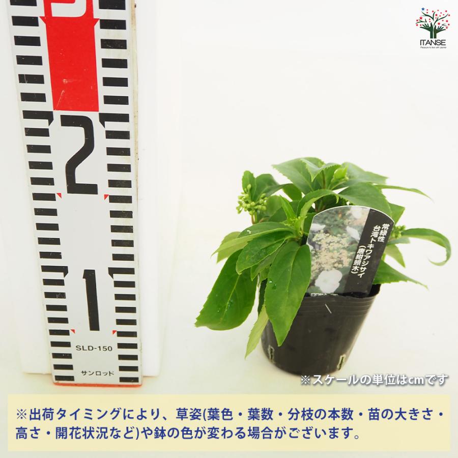 常緑アジサイ 台湾トキワアジサイ 花木苗 3号/お買い得2個セット