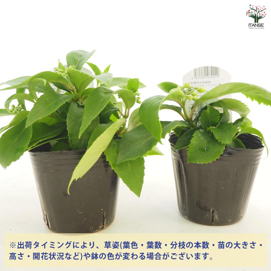 常緑アジサイ 台湾トキワアジサイ 花木苗 3号/お買い得2個セット