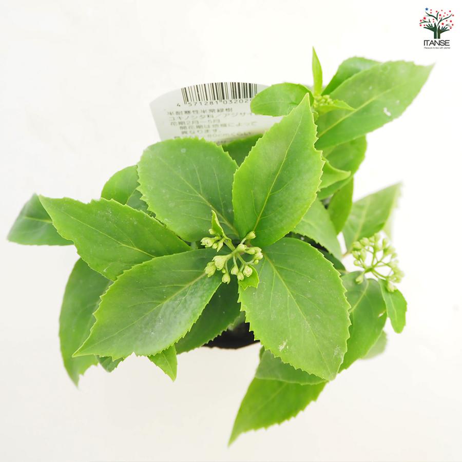 常緑アジサイ 台湾トキワアジサイ 花木苗 3号/お買い得2個セット