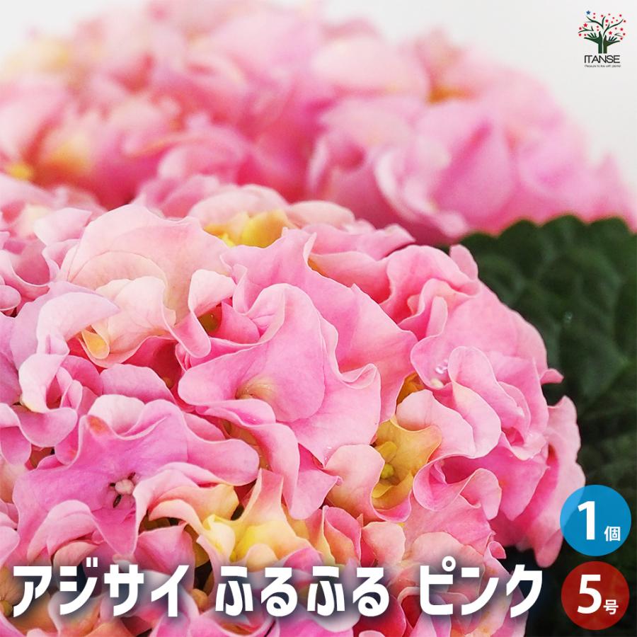 アジサイ ふるふる ピンク 花木苗 5号/1個売り あじさい苗 あじさい
