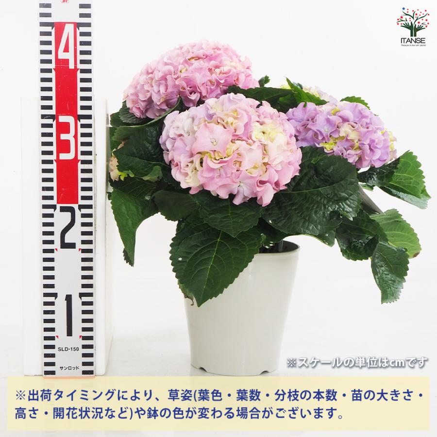 アジサイ ふるふる ピンク 花木苗 5号/1個売り あじさい苗 あじさい