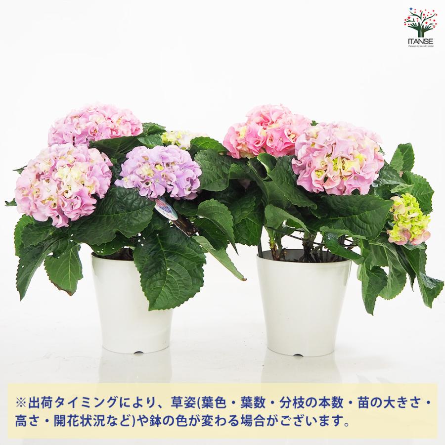 アジサイ ふるふる ピンク 花木苗 5号/1個売り あじさい苗 あじさい