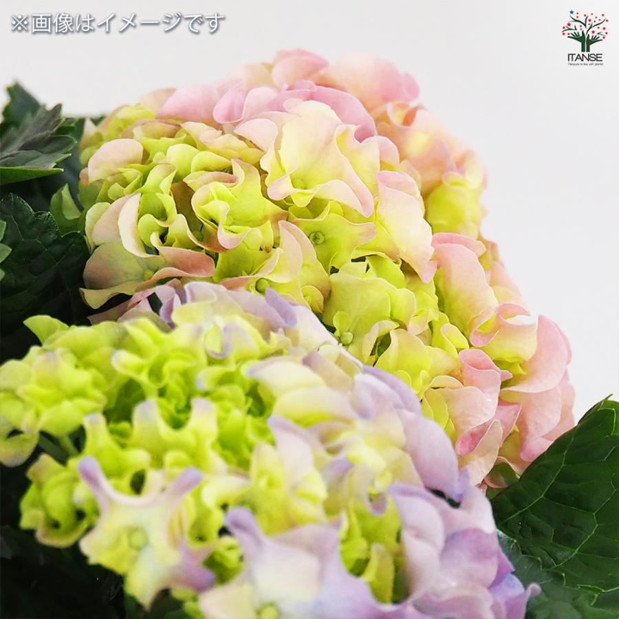 アジサイ ふるふる ピンク 花木苗 5号/1個売り あじさい苗 あじさい