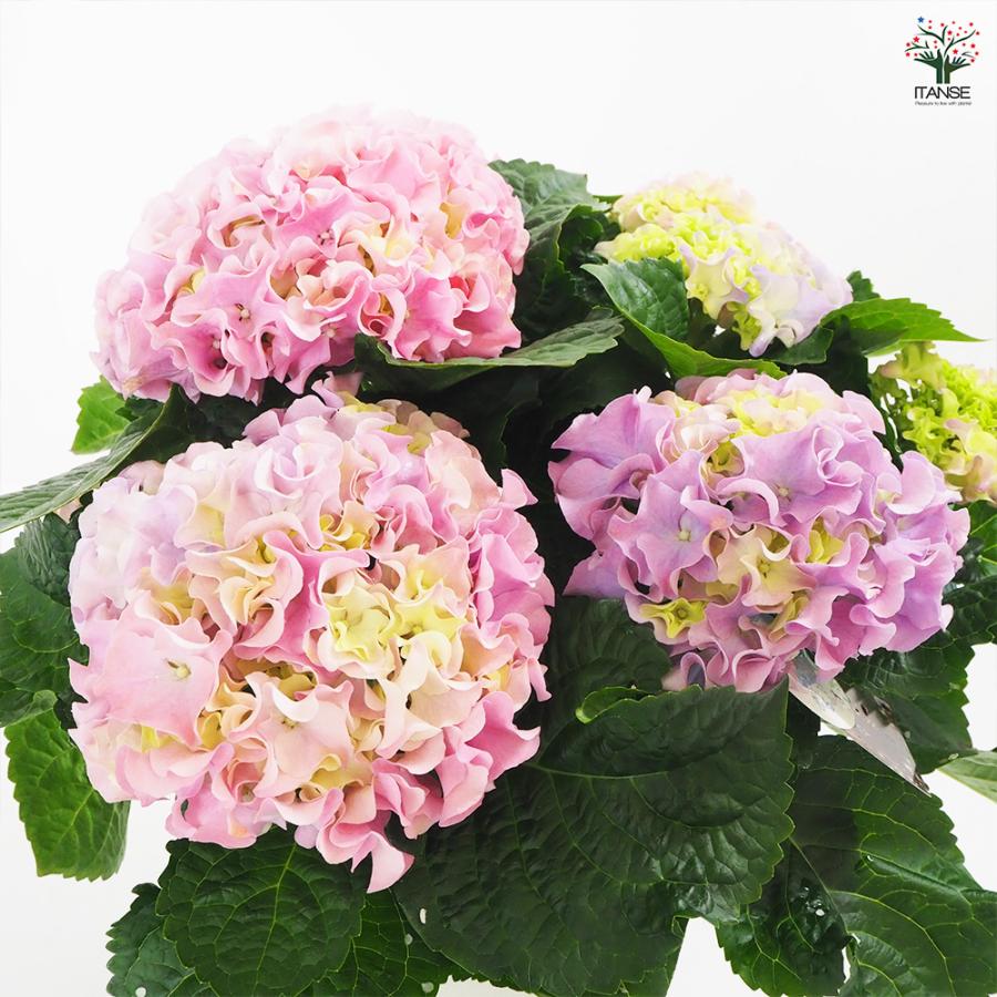 アジサイ ふるふる ピンク 花木苗 5号/1個売り あじさい苗 あじさい