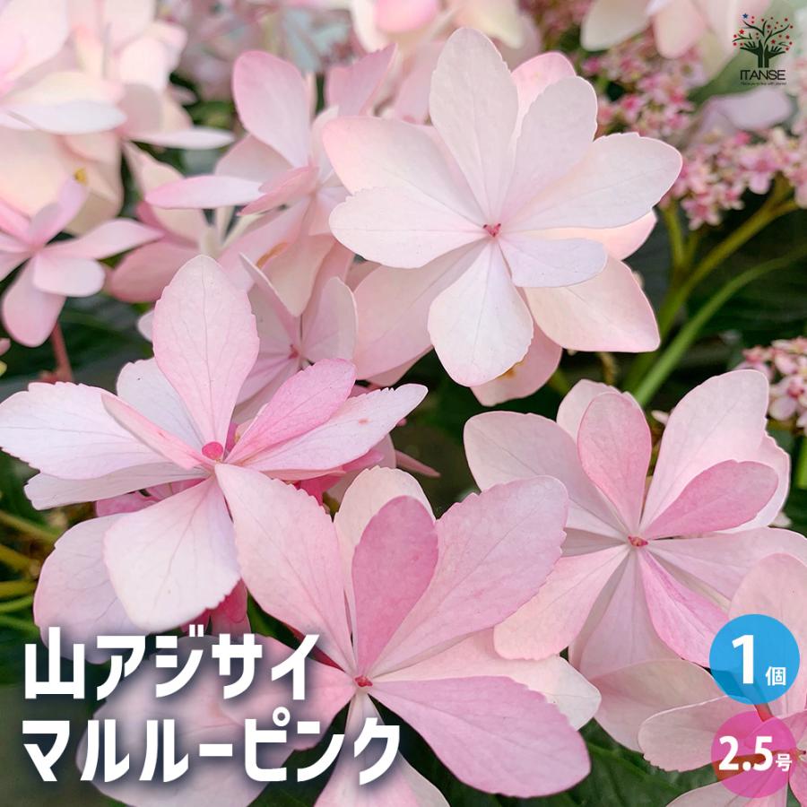 山アジサイ マルルーピンク 花木苗 2.5号/1個売り 花木 花木の苗 花の