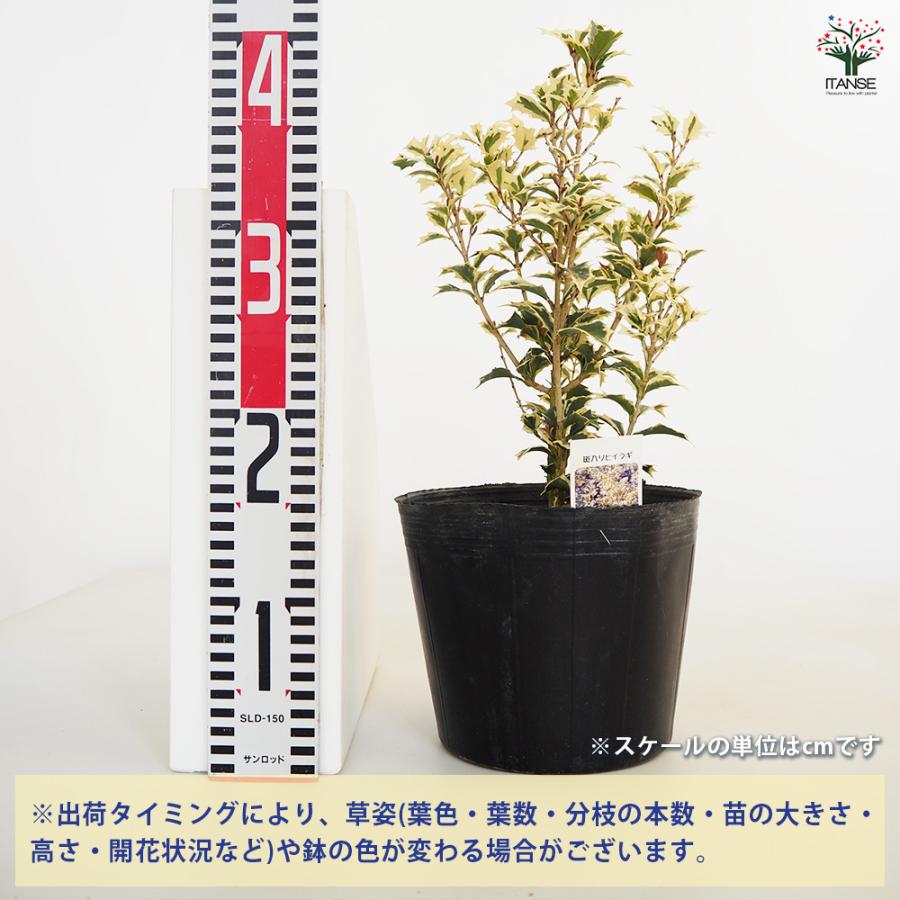斑入ヒイラギ 花木苗 6号/1個売り ヒイラギは邪気を払う魔除けとされて