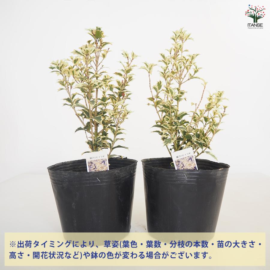 斑入ヒイラギ 花木苗 6号/1個売り ヒイラギは邪気を払う魔除けとされて