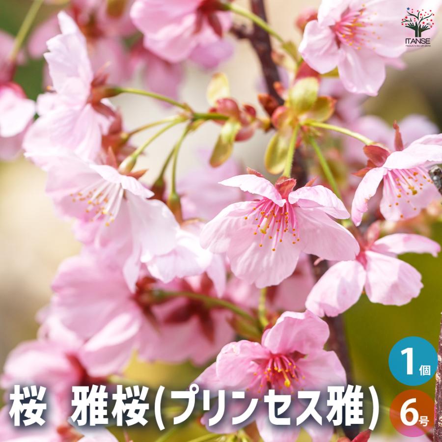 桜の苗木 雅桜(プリンセス雅) 花木苗 6号/1個売り サクラ さくら