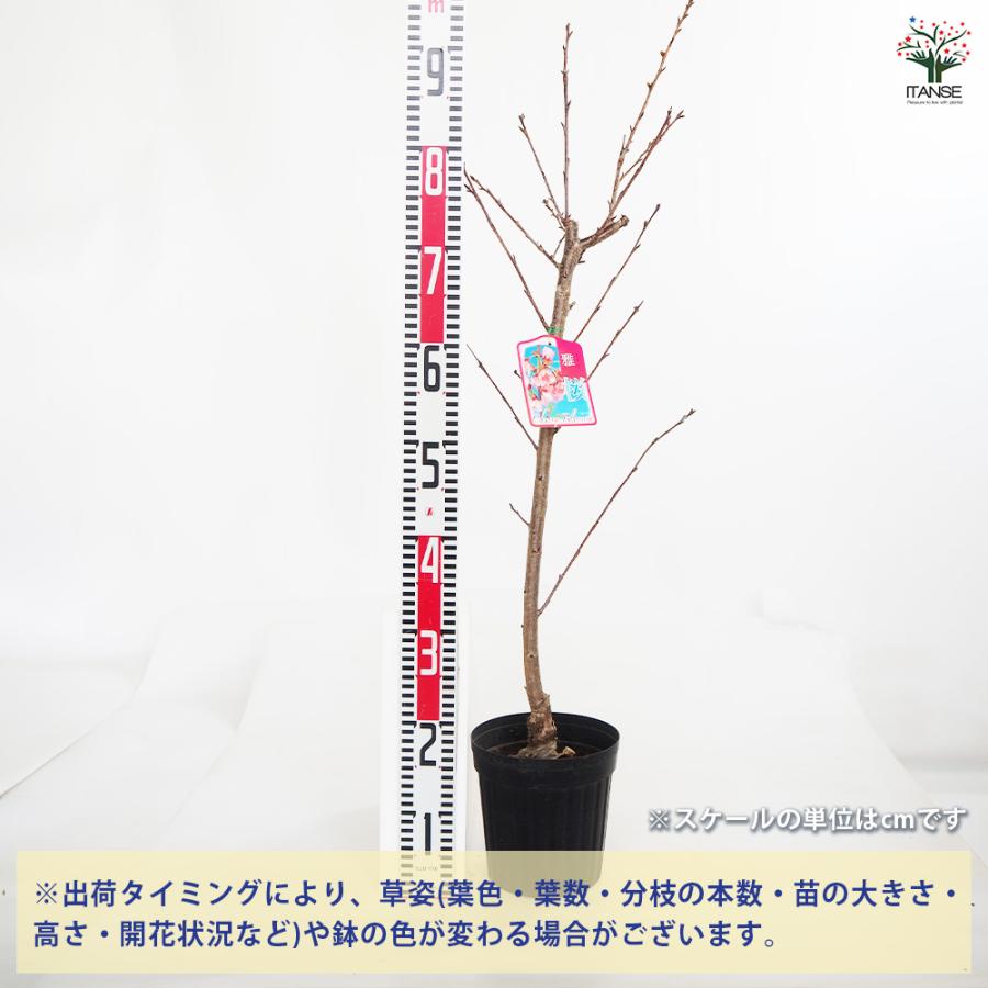 桜の苗木 雅桜(プリンセス雅) 花木苗 6号/1個売り サクラ さくら