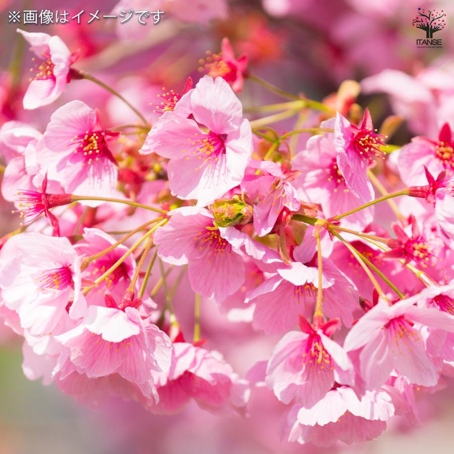 桜の苗木 雅桜(プリンセス雅) 花木苗 6号/1個売り サクラ さくら