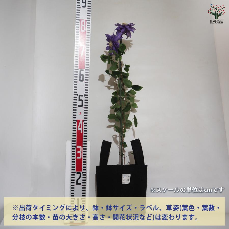 クレマチス 双雲 フェルトポット 花苗 /1個売り 花の苗 花木の苗 花木